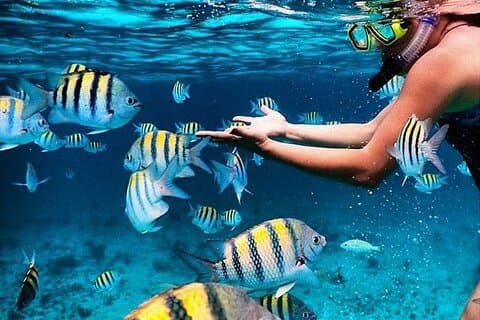 Grand Cayman 2 i 1 Combo Adventure: Stingrockor och revsnorkling