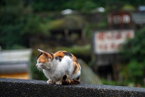 Private Tour: Jiufen, Shifen und Houtong Cat Village