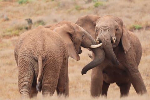 Hotell nära Addo Elephant National Park