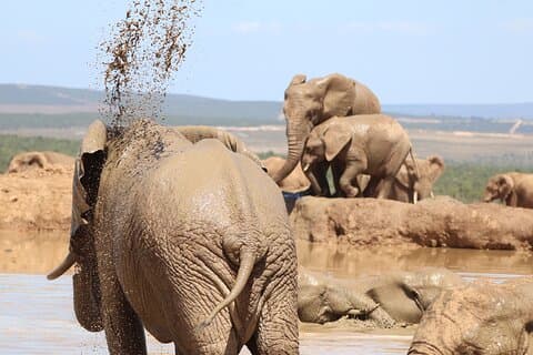 Privater ganztägiger Addo Elephant Nationalpark
