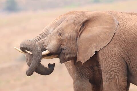 Hotell nära Addo Elephant National Park
