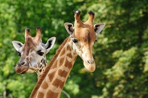 Early Morning Nairobi Park, Giraffe Centre and Bomas of Kenya