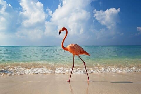 Insel Holbox: Entdecken Sie Natur, Strände und lokale Kultur