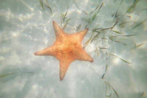 エイとヒトデのポイントツアー