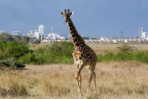 Group Joining Nairobi National Park and Giraffe Center
