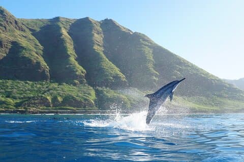 Dolphin Watch Cruise med Waterslide og snorkling på Oahu