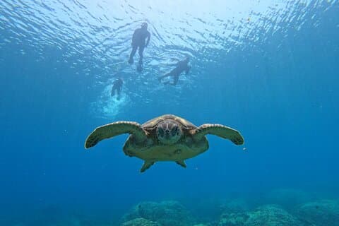 Daymaniyat-eilanden Snorkeltrip met delen