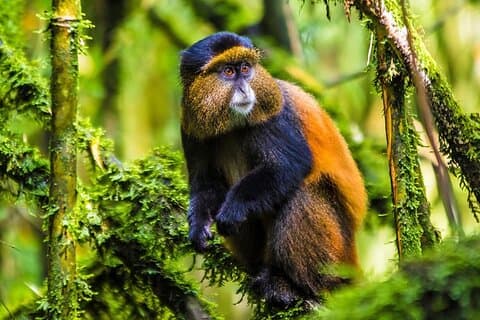 Trekking y experiencia cultural en Golden Monkey, Parque Nacional de los Volcanes del Norte