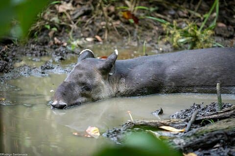 Pacheco Tours - Corcovado Sirena + Cano Island Snorkel - 2 days