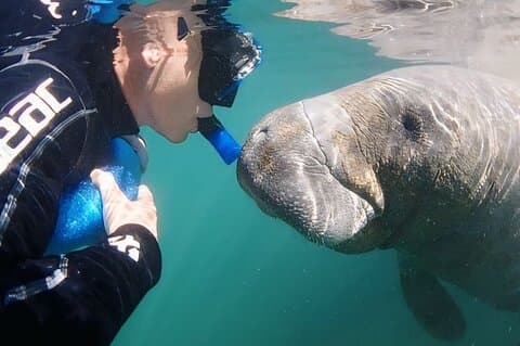 Semi-Private Manatee Swim Tour With Heated Boat (Free Photos)