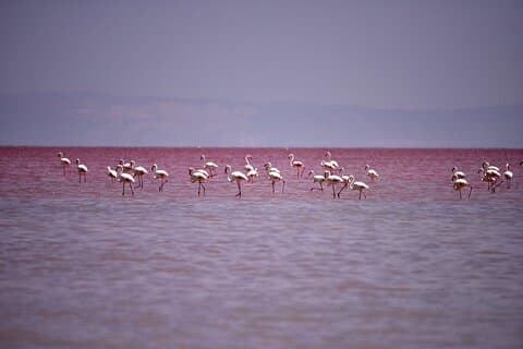Visite privée du lac salé