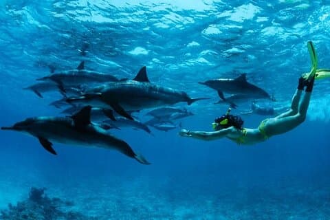 Mnemba Island Schnorcheln und Schwimmen mit Delfin Ganztagesausflug