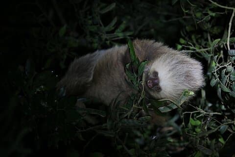 Monteverde Night Walk: Guided Wildlife Tour