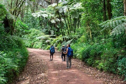 Ruta de Marangu Kilimanjaro Expedición de 6 días