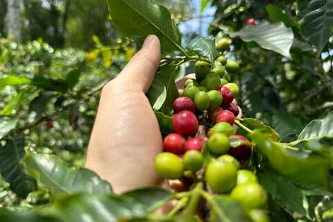 Caffè e Fioriera Sorrisi: Un tour tra tradizione e gusto