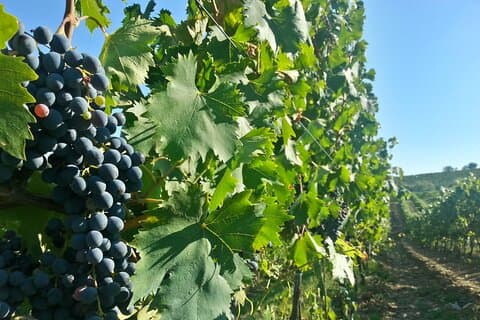 Le meilleur du vin du Chianti Classico Visite privée avec dîner dans un domaine de charme