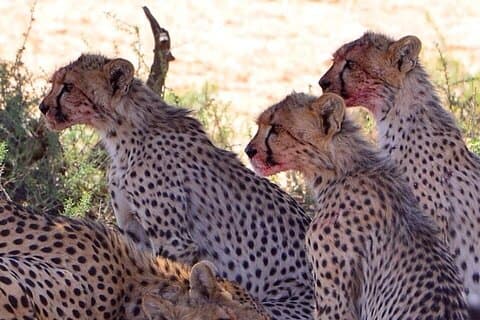 4-Daagse Maun en Chobe Nationaal Park All inclusive
