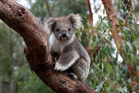 Koalaopplevelse i Melbourne Zoo - ekskl. inngang