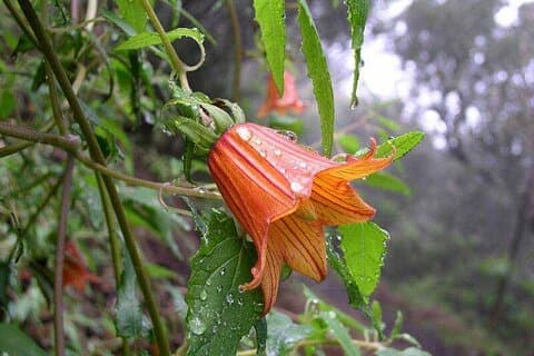 ANAGA : Vip tour: Forests, volcanoes and beaches.