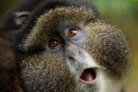 One Day Golden Monkey Trek with Dian Fossey Fund or Iby'Iwacu