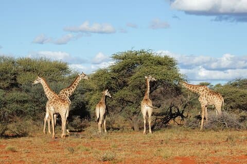 3 dagers opplevelse i Kruger nasjonalpark