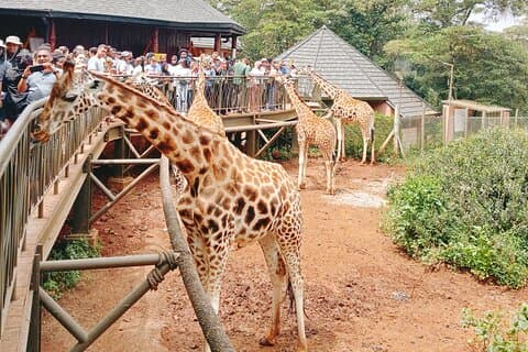 Nairobi City Tour : Museum, Stora landmärken och Giraffe Centre.
