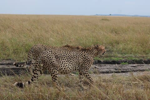 5-daagse privésafari op Amboseli Nairobi en Masai Mara Adventure