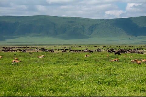 Privat dagstur gjennom hjertet av Ngorongoro krater