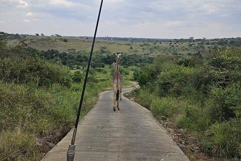 Nairobi National Park Private Half Day Tour with Pick up