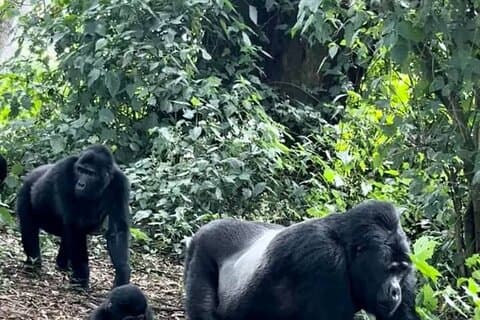 2 Days Private Gorillas Tracking in Volcanoes National Park
