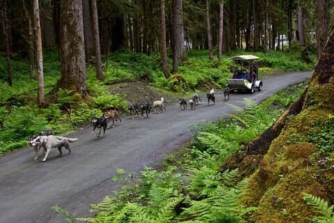 Musher's Camp® & Sled Dog Discovery in Juneau Alaska