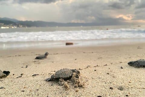 Sea Turtle Conservation Release Puerto Vallarta