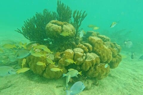 Turtles Encounter Akumal! Small group from Playa del Carmen