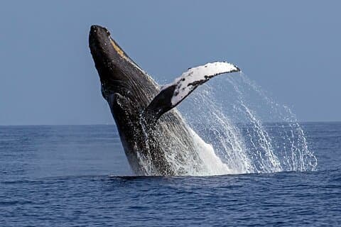 Seasonal Small-Group Humpback Whale Watching in Kona