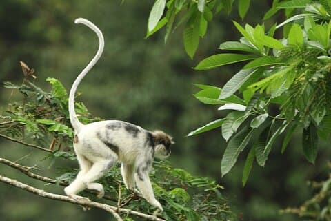 Sinharaja Regenwald Private Tagestour von Galle