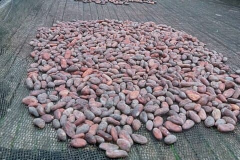 Bohol-chocolade maken en boerderijtour