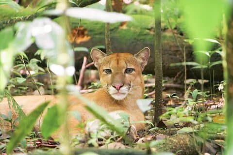 Région du Corcovado Terre et Océan Faune Aventure