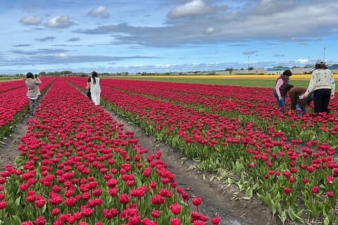Privat tur til Keukenhof og Tulip Fields
