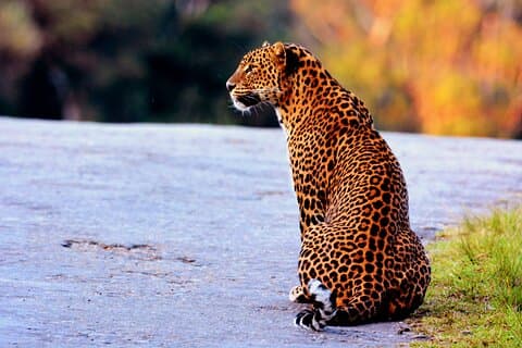 Full Day Safari Tour Yala