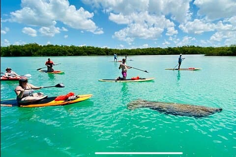 Delfin, Manatee og havskildpadde eventyr tur i Bonita Springs
