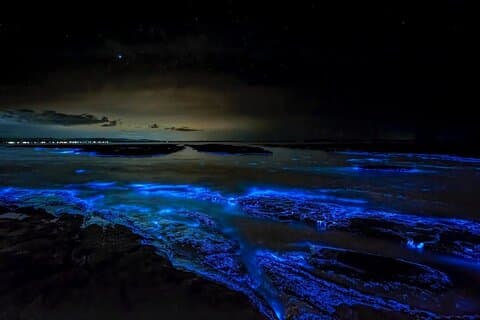 Cayman Bioluminescent Bay Night Tour