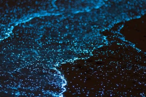 グランドケイマンの生物発光ベイアドベンチャー