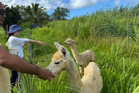 Alpaca Farm Experience no caminho para Hana
