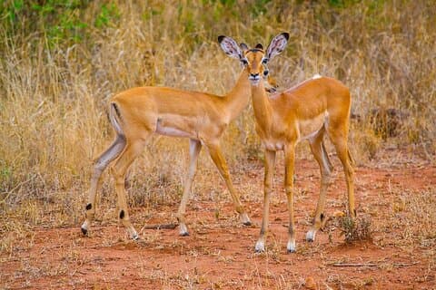 Safari privé de 3 jours à Tsavo West au Ngulia Lodge au départ de Mombasa