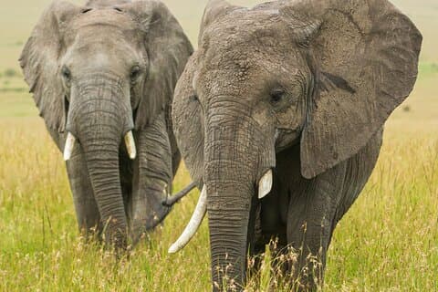 7 Days 6 Nights Best of Kenya Safari
