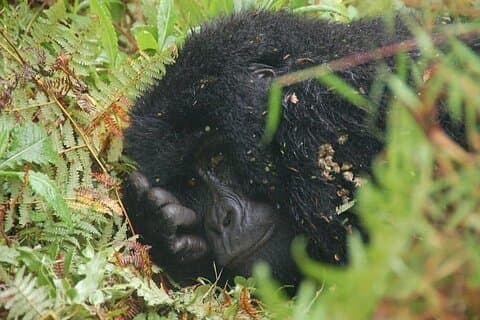 3 Tage Uganda Mountain Gorillas Trekking nach Bwindi von Kigali