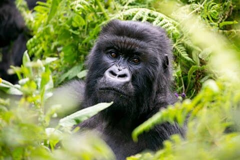 6 Bwindi Gorilla vandring till Uganda-Rwanda
