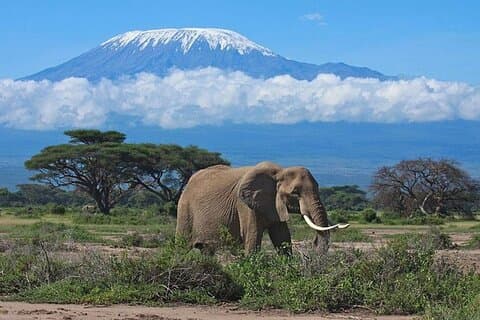 Excursion d'une journée au parc national Amboseli