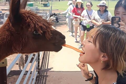 Alpaca fodring med dyreliv og naturpark Besøg privat tur