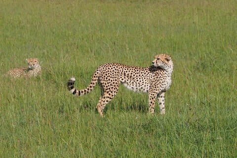 2 days 1 Night Tsavo East Safari from Diani beach/Mombasa/watamu